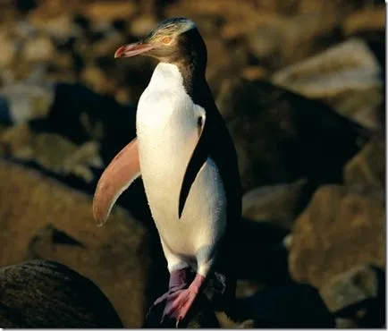Penguins - szokatlan madarak