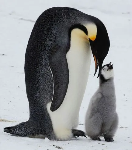 Penguins, állat enciklopédia
