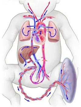 Placenta elégtelenség (fetoplacental elégtelenség, FPN) - Causes, tünetek és kezelés