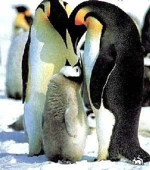 Miért császárpingvinek nem fagyasztható (Penguins) Miért császárpingvinek nem fagyasztható