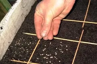 Miért levelei uborka üvegházban vannak csavarva (hullámos) Miért uborka elhagyja az üvegházban csavar