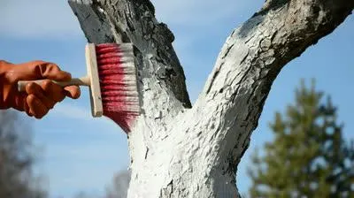 mész tavaszi fa struktúra mész