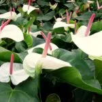 Miért ne Anthurium virágzás otthon, hogyan kell vigyázni, hogy virágzott, és mi a teendő során