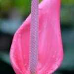 Miért ne Anthurium virágzás otthon, hogyan kell vigyázni, hogy virágzott, és mi a teendő során