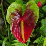 Miért ne Anthurium virágzás otthon, hogyan kell vigyázni, hogy virágzott, és mi a teendő során