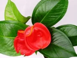 Miért ne virágok Anthurium