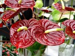 Miért ne virágok Anthurium