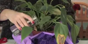 Miért ne virágok Anthurium, akkor is csupán a levelek és okoz oldatot (levél) Miért ne virágok Anthurium, akkor is csupán elhagyja a ok és megoldás