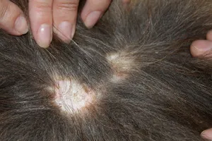 Miért kutyák néha esik gyapjú hormonális és nem hormonális okokat
