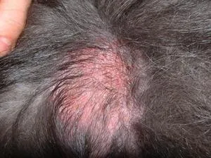 Miért kutyák néha esik gyapjú hormonális és nem hormonális okokat