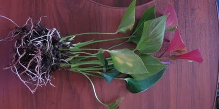 Miért ne Anthurium virágzás otthon, hogyan kell vigyázni, hogy virágzott, és mi a teendő során