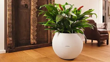 Miért ne Anthurium virágzik a hazai és mit kell tenni, hogy kivirult (feltételek) Miért ne Anthurium virágzik a hazai és mit kell tenni, hogy kivirult