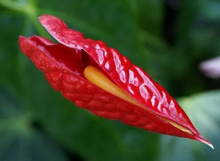 Miért ne Anthurium virágzás otthon, hogyan kell vigyázni, hogy virágzott, és mi a teendő során