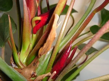 Miért ne Anthurium virágzás otthon, hogyan kell vigyázni, hogy virágzott, és mi a teendő során