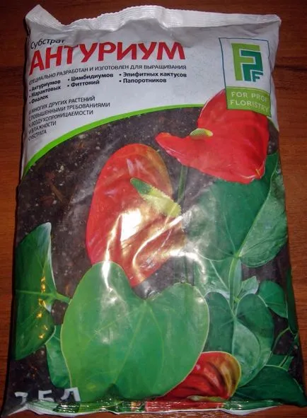 Miért ne Anthurium virágzás otthon, hogyan kell vigyázni, hogy virágzott, és mi a teendő során