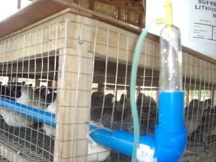Itatók, etetők és keltető fürj saját kezűleg (ivók fürj kezével keltető bunker feeder mellbimbó rajzok) Itatók, etetők és keltető fürj saját kezűleg