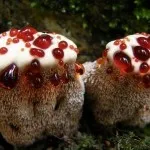 Érdemes-e sírni, vagy sírni káros lehet és szükséges is, a legjobb hölgy (hasznos) Érdemes-e sírni, vagy sírni káros lehet és kell, a legjobb hölgy