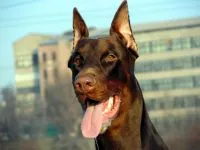 Kutyafajták tartalmáért a friss levegő (madárház), Dane Rottweiler Samoyed husky