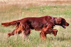 Dog Breed Group