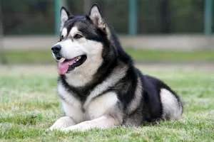 Dog Breed Group