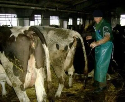 Hasmenés tehenek, mint kezelni az emberek segítségével