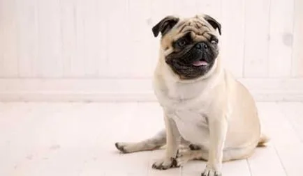 Breed mopsz leírása természetét és jellemzőit ellátás