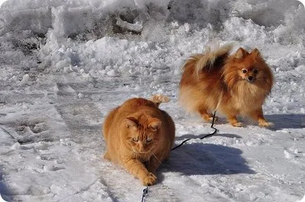 Pomerániai, Pomerániai képek