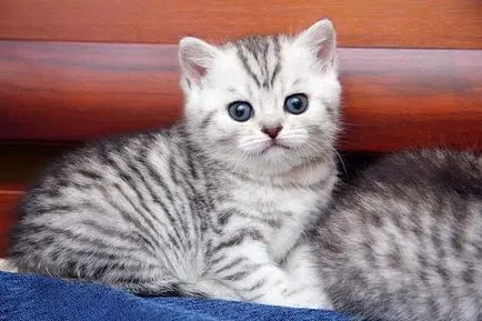 Fajta macska Whiskas reklámfotó