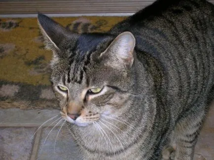 pettyes