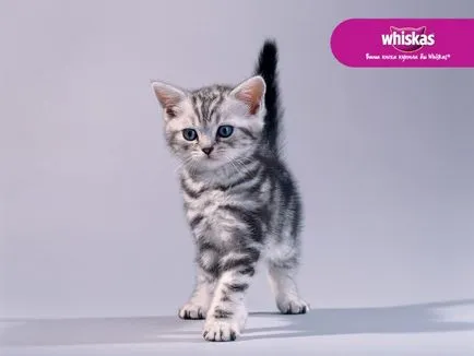 Fajta macska Whiskas reklám - milyen fajta szerepelt reklám