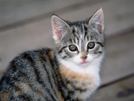 pettyes