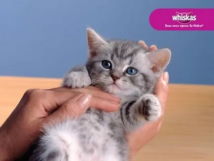 Fajta macska a reklám, „Whiskas” - akik ezeket az állatokat, és miért választották a film