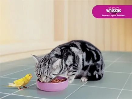 Fajta macska Whiskas reklám - milyen fajta szerepelt reklám