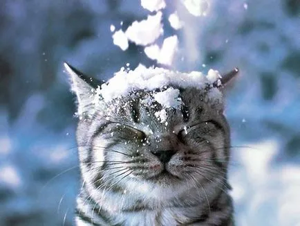 Fajta macska a reklám, „Whiskas” - akik ezeket az állatokat, és miért választották a film
