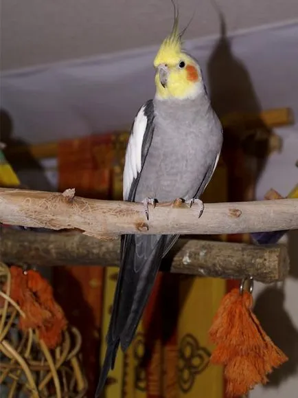 Cockatiel szajkózza vélemények és tartalmakat, otthon