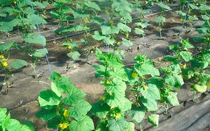 Uborka palántákat vetés előkészítése magvak palántanevelés, transzplantáció, hogy egy állandó helyen (képzés) A vetés uborka palánták előállítására vetőmag termesztésére palánták, átültetést, hogy egy állandó helyen