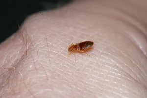 Voltak ágy atkák a lakásban, hogyan kell megszabadulni tőlük otthon, a módszereket és eszközöket