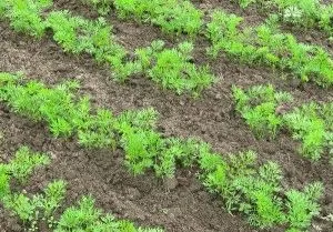 Ültetés sárgarépát tavasz - tippek nagylelkű betakarítás, szeretem a kertben