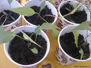 Ültetés iszalag otthon, hogyan nő magról, transzplantáció, kezelés (feltételek) Ültetés iszalag otthon, hogyan nő magról, transzplantációs ellátás