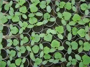 Uborka palántákat vetés előkészítése magvak palántanevelés, transzplantáció, hogy egy állandó helyen (képzés) A vetés uborka palánták előállítására vetőmag termesztésére palánták, átültetést, hogy egy állandó helyen
