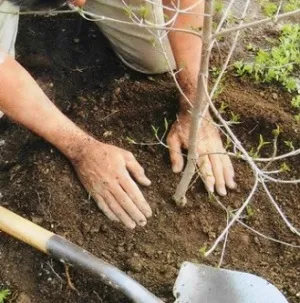 Ültetés almafák hol, hogyan és mikor rendesen ültetett (telepítési almafák ősszel a leningrádi régióban) Ültetés almafák, amely mikor és hogyan kell ültetni rendesen