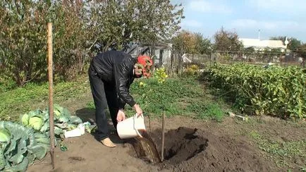 Ültetés almafák hol, hogyan és mikor rendesen ültetett (telepítési almafák ősszel a leningrádi régióban) Ültetés almafák hol, hogyan és mikor kell ültetni rendesen