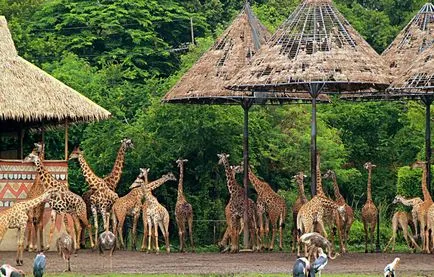 A látogatás a lenyűgöző szafari park Bangkok lesz a legjobb nyaralás az egész családnak (Safari) A látogatás a lenyűgöző szafari park Bangkok lesz a legjobb nyaralás az egész családnak