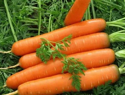 Ültetés sárgarépát tavasz - tippek nagylelkű betakarítás, szeretem a kertben