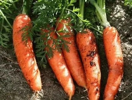 Ültetés sárgarépát tavasz - tippek nagylelkű betakarítás, szeretem a kertben
