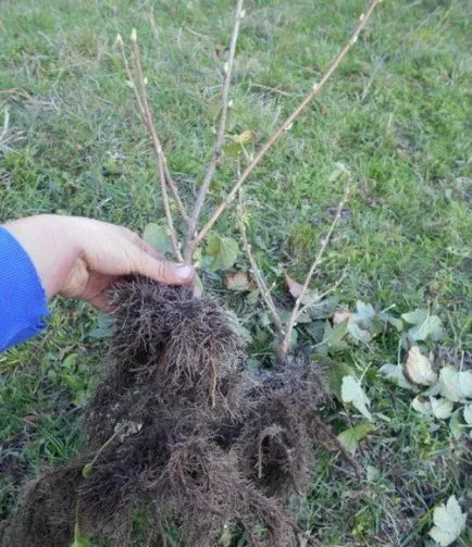 ribizli ültetése az ősszel, mint rendesen, a lehető legjobban (ribizli) Leszállás ribizli ősszel megfelelően a lehető legjobban