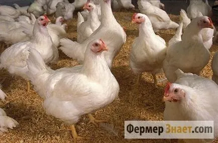 csirkék zihálás csirkék zihálás