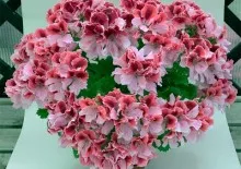 Ellátása tekintetében hibiszkusz virág az otthoni (a virág) Ellátása tekintetében hibiszkusz virág otthon