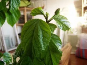Ellátása tekintetében hibiszkusz virág otthon (hibiszkusz) Ellátása tekintetében hibiszkusz virág otthon