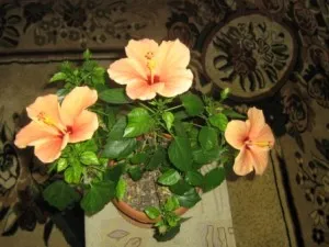Ellátása tekintetében hibiszkusz virág az otthoni (a virág) Ellátása tekintetében hibiszkusz virág otthon